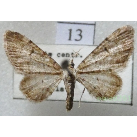 Eupithecia distinctaria Herrich-Schäffer, 1848 Czech13